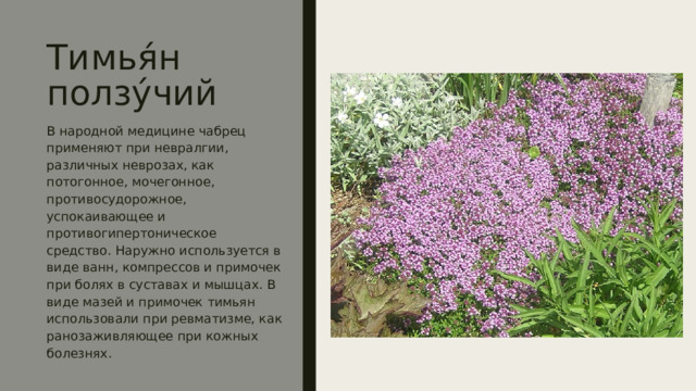 Тимья́н ползу́чий В народной медицине чабрец применяют при невралгии, различных неврозах, как потогонное, мочегонное, противосудорожное, успокаивающее и противогипертоническое средство. Наружно используется в виде ванн, компрессов и примочек при болях в суставах и мышцах. В виде мазей и примочек тимьян использовали при ревматизме, как ранозаживляющее при кожных болезнях. 