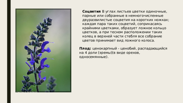 Соцветия В углах листьев цветки одиночные, парные или собранные в немногочисленные двуразвилистые соцветия на коротких ножках; каждая пара таких соцветий, соприкасаясь крайними цветками, образует ложное кольцо цветков, а при тесном расположении таких колец в верхней части стебля все собрание цветов принимает вид ложного колоса. Плод: ценокарпный - ценобий, распадающийся на 4 доли (эремы)(в виде орехов, односемянные). 
