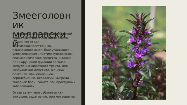 Змееголовник молдавский В народной медицине водный настой травы змееголовника молдавского применяется как противовоспалительное, ранозаживляющее, болеутоляющее, успокаивающее, противосудорожное, спазмолитическое средство, а также при нарушении функций органов желудочно-кишечного тракта, для возбуждения аппетита, женских болезнях, при учащенном сердцебиении, невралгии, мигрени, головной боли, ломоте при простудных заболеваниях. Отвар семян употребляется как вяжущее, седативное, при метеоризме. 