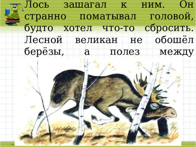 Впереди росли толстые берёзы. Лось зашагал к ним. Он странно поматывал головой, будто хотел что-то сбросить. Лесной великан не обошёл берёзы, а полез между стволами. 