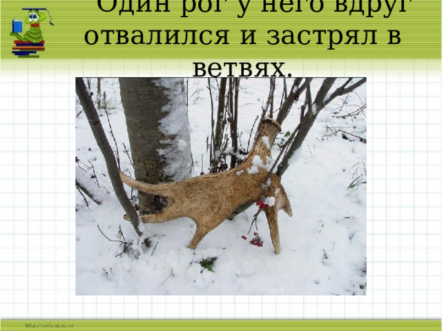  Один рог у него вдруг отвалился и застрял в ветвях. 