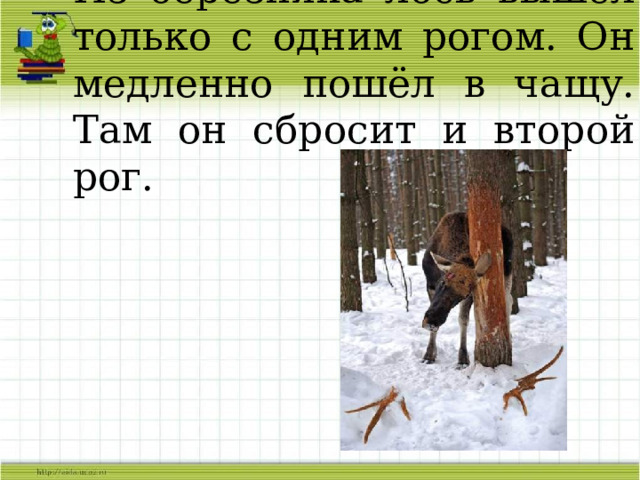 Из березняка лось вышел только с одним рогом. Он медленно пошёл в чащу. Там он сбросит и второй рог. 