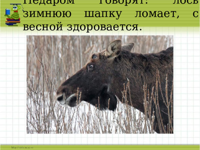Недаром говорят: лось зимнюю шапку ломает, с весной здоровается. 