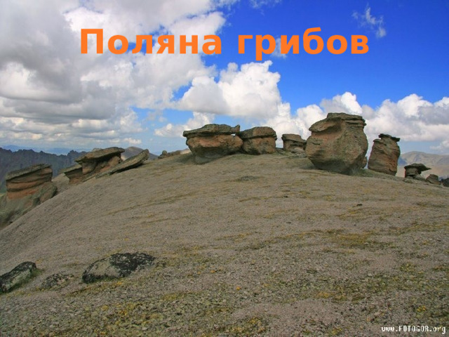 Поляна грибов 