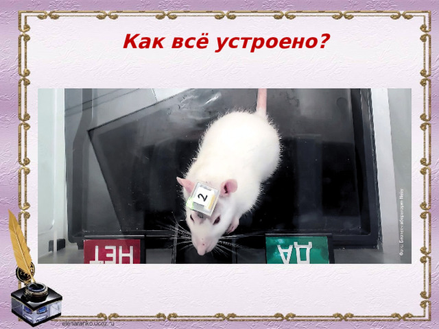 Как всё устроено? 