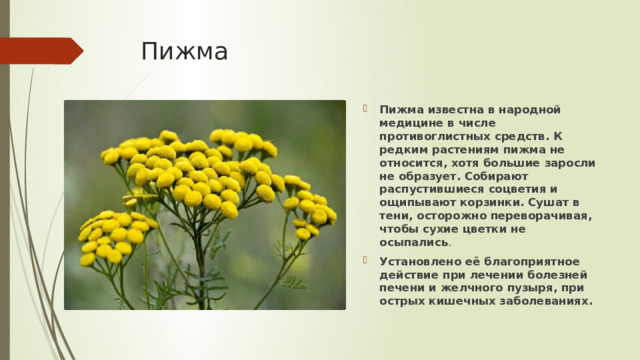 Пижма Пижма известна в народной медицине в числе противоглистных средств. К редким растениям пижма не относится, хотя большие заросли не образует. Собирают распустившиеся соцветия и ощипывают корзинки. Сушат в тени, осторожно переворачивая, чтобы сухие цветки не осыпались . Установлено её благоприятное действие при лечении болезней печени и желчного пузыря, при острых кишечных заболеваниях. 