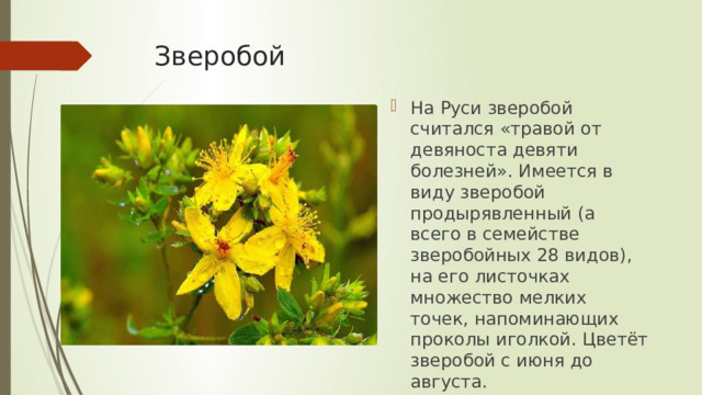 Зверобой На Руси зверобой считался «травой от девяноста девяти болезней». Имеется в виду зверобой продырявленный (а всего в семействе зверобойных 28 видов), на его листочках множество мелких точек, напоминающих проколы иголкой. Цветёт зверобой с июня до августа. 