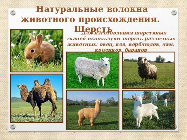 Натуральные волокна животного происхождения. Шерсть  Для изготовления шерстяных тканей используют шерсть различных животных: овец, коз, верблюдов, лам, кроликов, баранов 