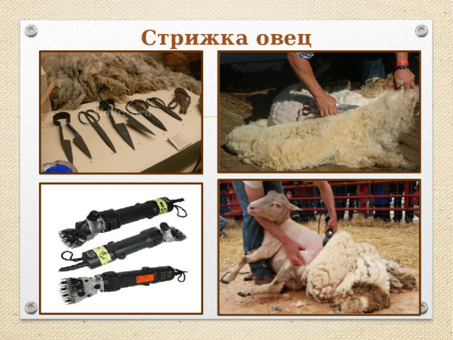 Стрижка овец 