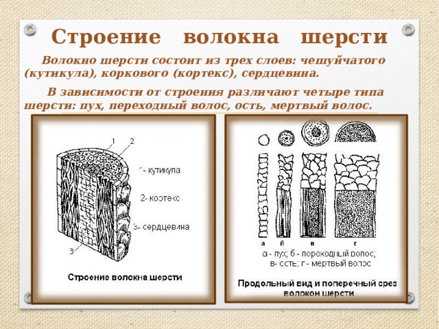 Строение волокна шерсти  Волокно шерсти состоит из трех слоев: чешуйчатого (кутикула), коркового (кортекс), сердцевина.  В зависимости от строения различают четыре типа шерсти: пух, переходный волос, ость, мертвый волос. 