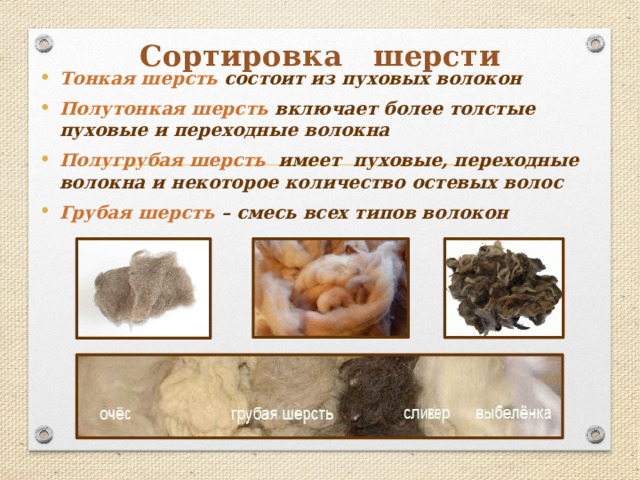 Сортировка шерсти Тонкая шерсть состоит из пуховых волокон Полутонкая шерсть включает более толстые пуховые и переходные волокна Полугрубая шерсть имеет пуховые, переходные волокна и некоторое количество остевых волос Грубая шерсть – смесь всех типов волокон 