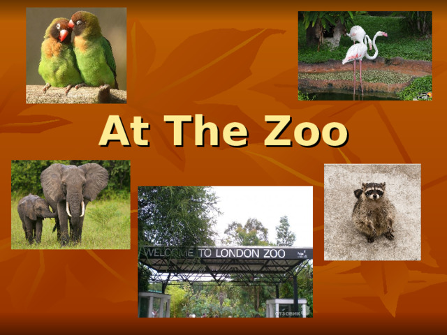 At The Zoo 