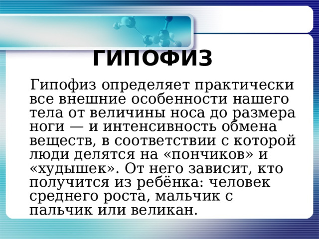 ГИПОФИЗ  Гипофиз определяет практически все внешние особенности нашего тела от величины носа до размера ноги — и интенсивность обмена веществ, в соответствии с которой люди делятся на «пончиков» и «худышек». От него зависит, кто получится из ребёнка: человек среднего роста, мальчик с пальчик или великан. 