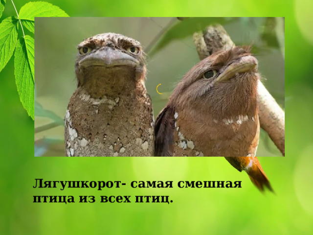 Лягушкорот- самая смешная птица из всех птиц. 