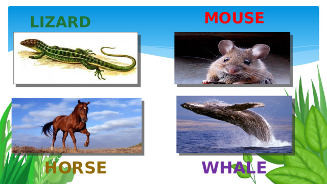 Mouse Lizard horse Whale 