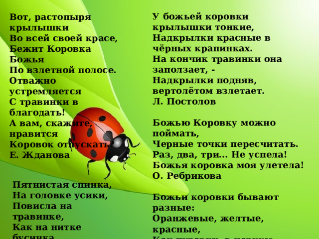 У божьей коровки крылышки тонкие, Надкрылки красные в чёрных крапинках. На кончик травинки она заползает, - Надкрылки подняв, вертолётом взлетает. Л. Постолов  Божью Коровку можно поймать, Черные точки пересчитать. Раз, два, три... Не успела! Божья коровка моя улетела! О. Ребрикова  Божьи коровки бывают разные: Оранжевые, желтые, красные, Как пуговки, в черную крапинку, На травке, как красные капельки.  Вот, растопыря крылышки Во всей своей красе, Бежит Коровка Божья По взлетной полосе. Отважно устремляется С травинки в благодать! А вам, скажите, нравится Коровок отпускать? Е. Жданова Пятнистая спинка, На головке усики, Повисла на травинке, Как на нитке бусинка. 