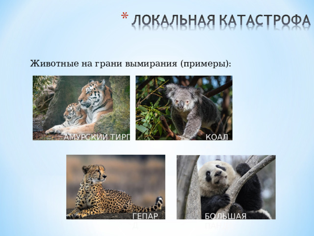 Животные на грани вымирания (примеры): КОАЛА АМУРСКИЙ ТИРГ ГЕПАРД БОЛЬШАЯ ПАНДА 
