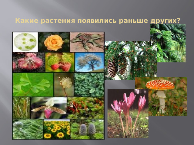 Какие растения появились раньше других?   