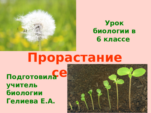 Урок биологии в 6 классе   Прорастание  семян Подготовила учитель биологии Гелиева Е.А. 