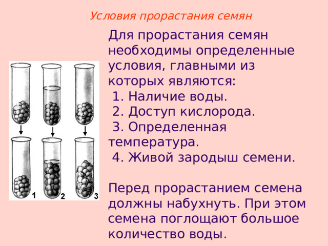 Условия прорастания семян Для прорастания семян необходимы определенные условия, главными из которых являются:  1. Наличие воды.  2. Доступ кислорода.  3. Определенная температура.  4. Живой зародыш семени. Перед прорастанием семена должны набухнуть. При этом семена поглощают большое количество воды. 