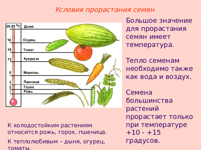Условия прорастания семян Большое значение для прорастания семян имеет температура. Тепло семенам необходимо также как вода и воздух. Семена большинства растений прорастает только при температуре +10 - +15 градусов. К холодостойким растениям относится рожь, горох, пшеница. К теплолюбивым – дыня, огурец, томаты. 