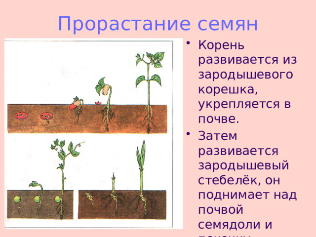 Прорастание  семян Корень развивается из зародышевого корешка, укрепляется в почве. Затем развивается зародышевый стебелёк, он поднимает над почвой семядоли и почечку. 