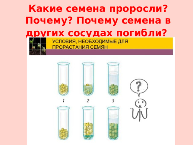 Какие семена проросли? Почему? Почему семена в других сосудах погибли?  