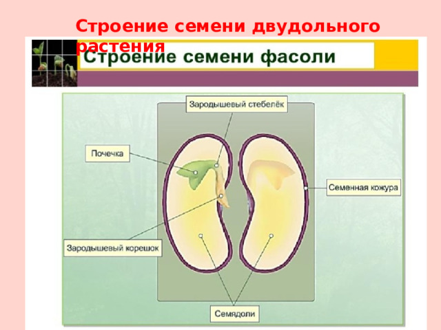 Строение семени двудольного растения 