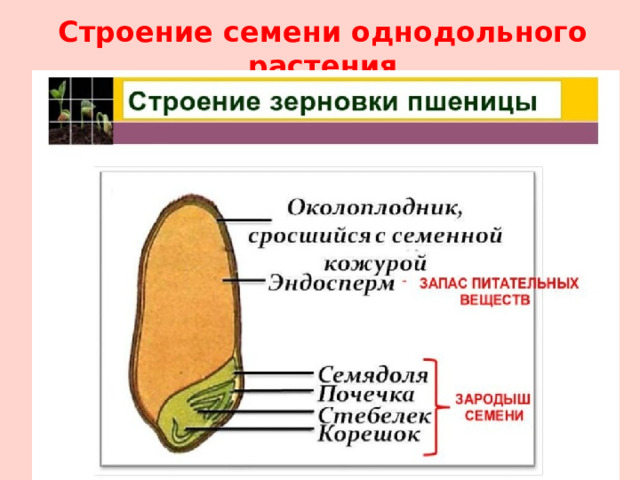 Строение семени однодольного растения 