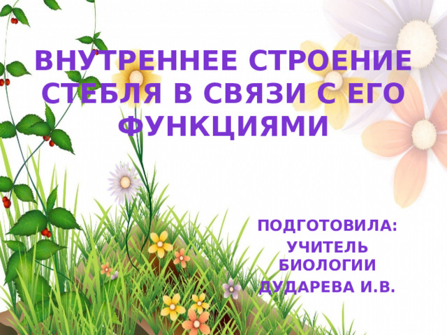 Внутреннее строение стебля в связи с его функциями Подготовила: Учитель биологии Дударева И.В. 