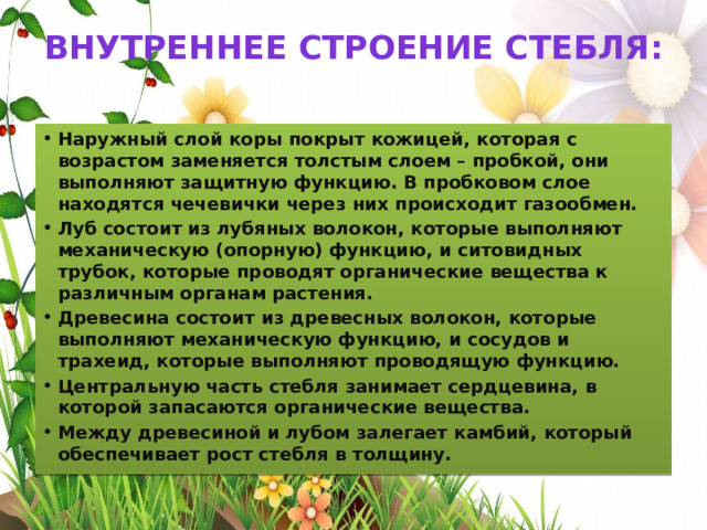 Внутреннее строение стебля:   Наружный слой коры покрыт кожицей, которая с возрастом заменяется толстым слоем – пробкой, они выполняют защитную функцию. В пробковом слое находятся чечевички через них происходит газообмен. Луб состоит из лубяных волокон, которые выполняют механическую (опорную) функцию, и ситовидных трубок, которые проводят органические вещества к различным органам растения. Древесина состоит из древесных волокон, которые выполняют механическую функцию, и сосудов и трахеид, которые выполняют проводящую функцию. Центральную часть стебля занимает сердцевина, в которой запасаются органические вещества. Между древесиной и лубом залегает камбий, который обеспечивает рост стебля в толщину. 
