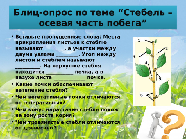 Блиц-опрос по теме “Стебель – осевая часть побега” Вставьте пропущенные слова: Места прикрепления листьев к стеблю называют ________, а участки между двумя узлами _________. Угол между листом и стеблем называют __________. На верхушке стебля находится ___________ почка, а в пазухе листа _____________ почка. Какие почки обеспечивают ветвление стебля? Чем вегетативные почки отличаются от генеративных? Чем конус нарастания стебля похож на зону роста корня? Чем травянистые стебли отличаются от древесных? 