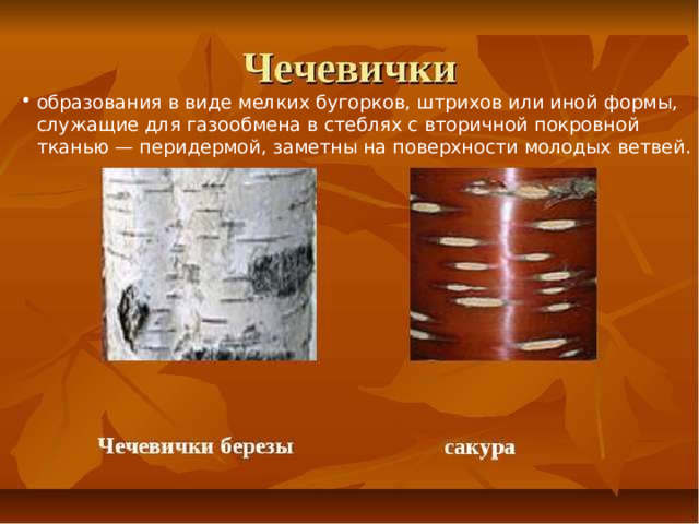 образования в виде мелких бугорков, штрихов или иной формы, служащие для газообмена в стеблях с вторичной покровной тканью — перидермой, заметны на поверхности молодых ветвей. 