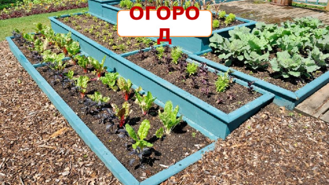 ОГОРОД 