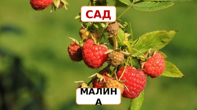 САД МАЛИНА 