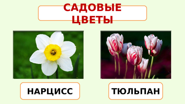 САДОВЫЕ ЦВЕТЫ НАРЦИСС ТЮЛЬПАН 