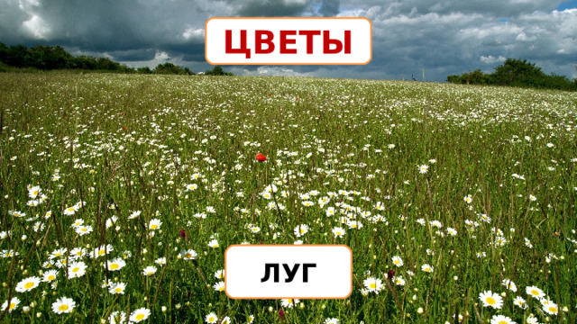 ЦВЕТЫ ЛУГ 