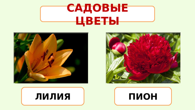 САДОВЫЕ ЦВЕТЫ ЛИЛИЯ ПИОН 