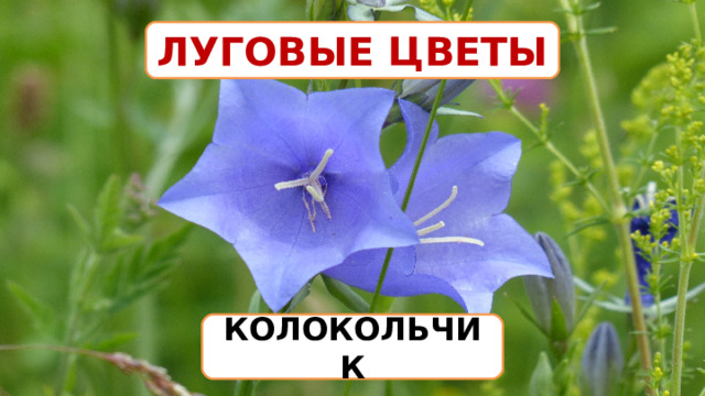 ЛУГОВЫЕ ЦВЕТЫ КОЛОКОЛЬЧИК 