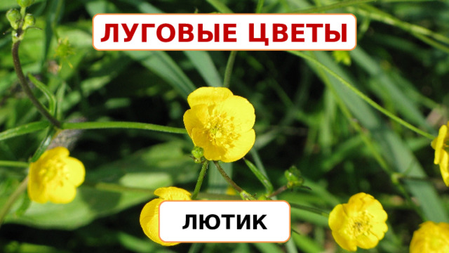 ЛУГОВЫЕ ЦВЕТЫ ЛЮТИК 