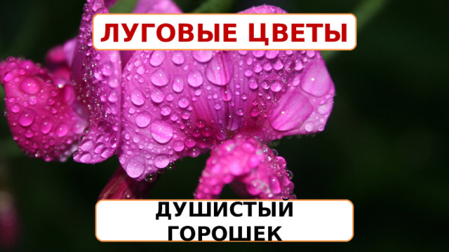 ЛУГОВЫЕ ЦВЕТЫ ДУШИСТЫЙ ГОРОШЕК 