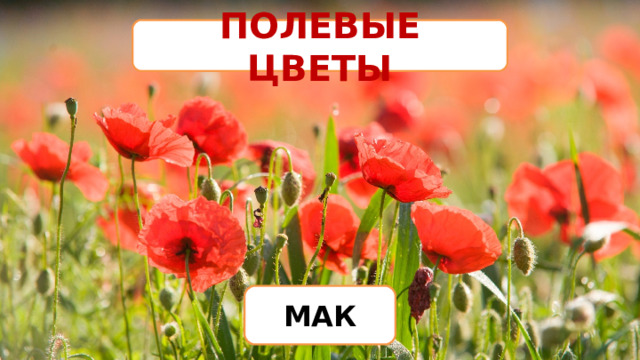 ПОЛЕВЫЕ ЦВЕТЫ МАК 