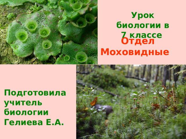 Урок биологии в 7 классе   Отдел Моховидные Подготовила учитель биологии Гелиева Е.А. 