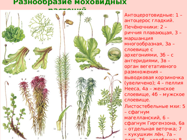  Разнообразие моховидных растений Антоцеротовидные: 1 – антоцерос гладкий. Печёночники: 2 – риччия плавающая, 3 – маршанция многообразная, 3а – слоевище с архегониями, 3б – с антеридиями, 3в – орган вегетативного размножения – выводковая корзиночка (увеличено); 4 – пеллия Нееса, 4а – женское слоевище, 4б – мужское слоевище. Листостебельные мхи: 5 – сфагнум магелланский, 6 – сфагнум Гиргензона, 6а – отдельная веточка; 7 – кукушкин лён, 7а – лист, 7б – коробочка; 8 – мний точечный, 9 – мний волнистый. 