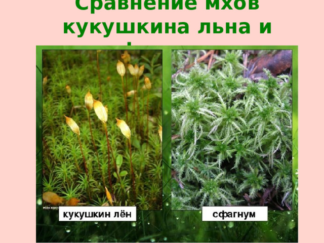 Сравнение мхов кукушкина льна и сфагнума 