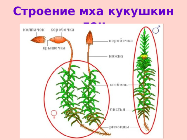 Сравнительная характеристика мхов сфагнума, кукушкина льна и маршанции  