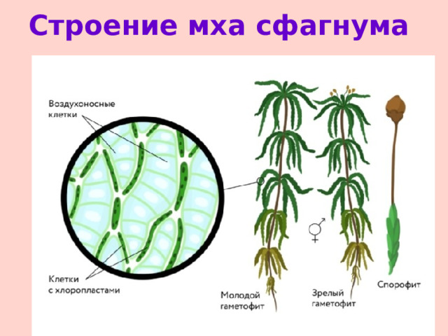 Строение мха кукушкин лен 