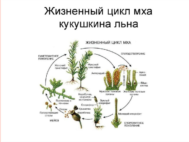 Строение мха сфагнума  