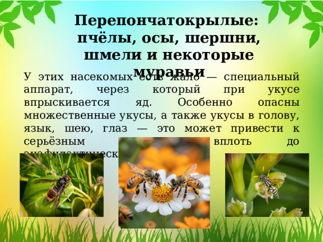 Перепончатокрылые: пчёлы, осы, шершни, шмели и некоторые муравьи У этих насекомых есть жало — специальный аппарат, через который при укусе впрыскивается яд. Особенно опасны множественные укусы, а также укусы в голову, язык, шею, глаз — это может привести к серьёзным реакциям, вплоть до анафилактического шока. 