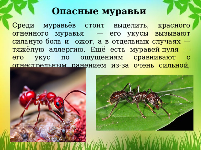 Опасные муравьи Среди муравьёв стоит выделить, красного огненного муравья — его укусы вызывают сильную боль и ожог, а в отдельных случаях — тяжёлую аллергию. Ещё есть муравей-пуля — его укус по ощущениям сравнивают с огнестрельным ранением из-за очень сильной, стреляющей боли. 
